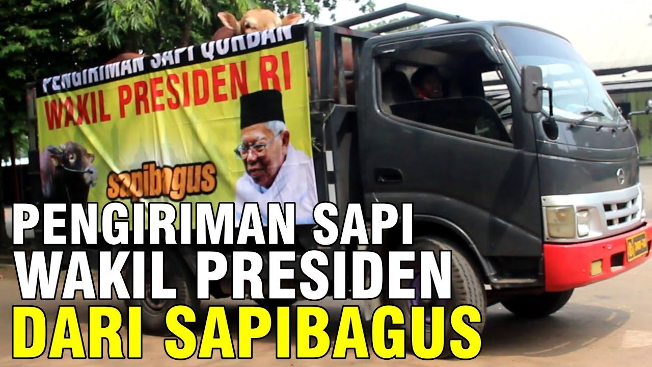 
                                 Pengiriman-Sapi-Wakil-Presiden-Dari-Sapibagus